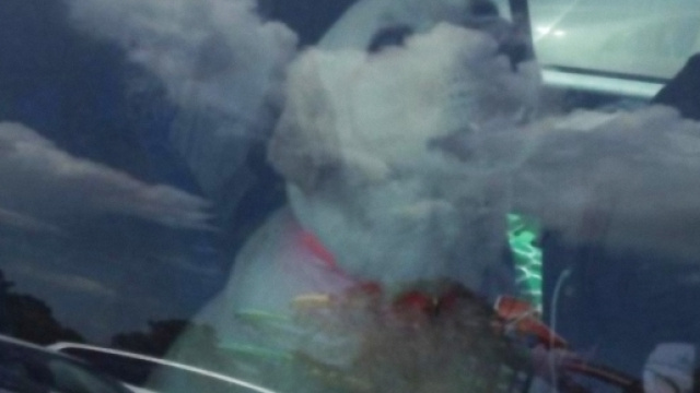 Il povero cane &egrave; stato salvato dalla Polizia.