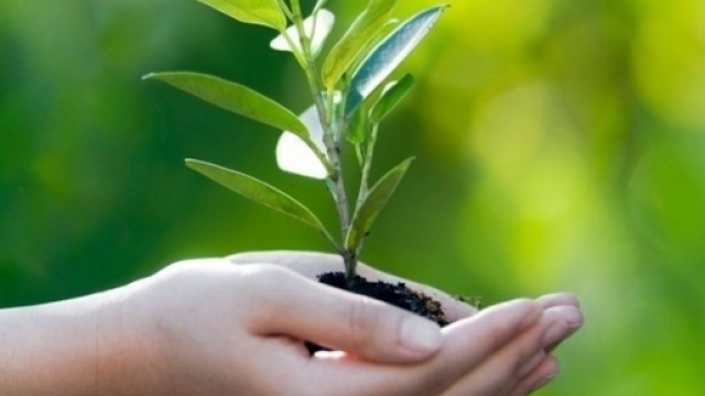 Otto modi per educare i bambini verso il rispetto per l'ambiente