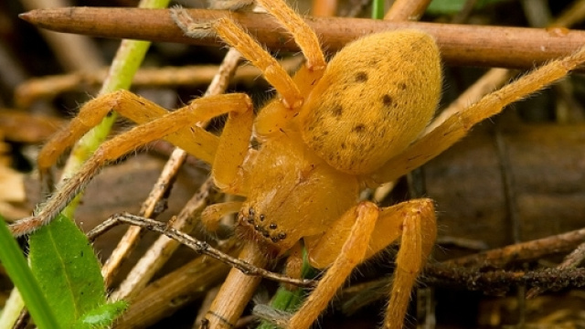 Ragno dal sacco giallo morde bimbo a Rimini.
