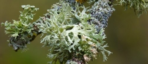 Los l&iacute;quenes son m&aacute;s complejos de lo que parec&iacute;an