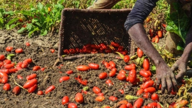 Operazione anti-caporalato delle fiamme gialle. 49 arresti nel cosentino.