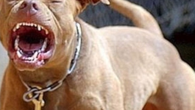 Pitbull inferocito azzanna bambino a Napoli