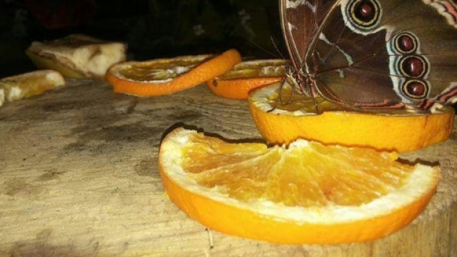 Farfalla mentre si nutre Catsello delle Farfalle