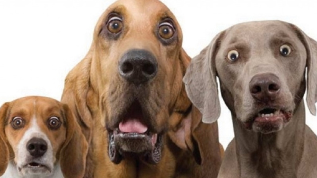 Cani: le nuove regole dal ministero della salute