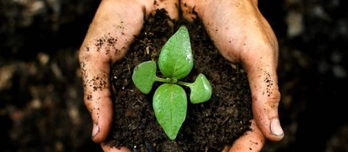 ECOAGRICULTURA la agricultura respetuosa