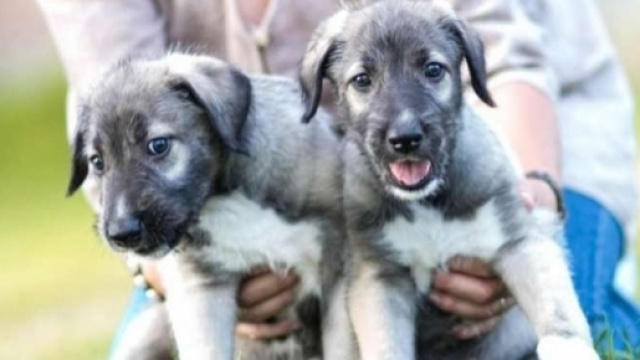 Primo caso di gemelli identici confermato nei cani.