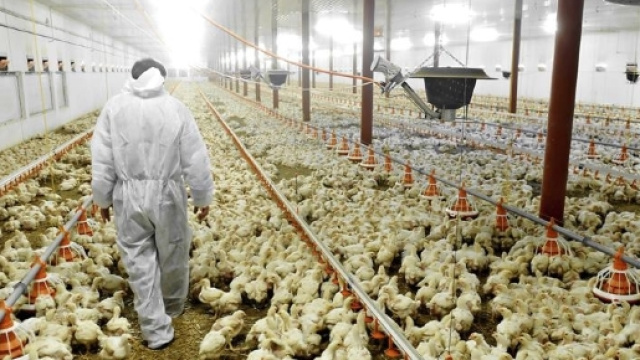 Troppi antibiotici nel pollo: positivi 6 campioni di carne su 10 ... - vita.it