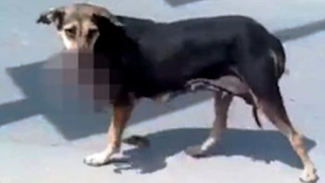 Bambino sbranato da un cane in Pakistan