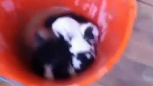 Cuccioli di cane nel secchio dove verranno uccisi
