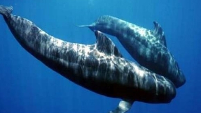 Pesca senza ritegno. A rischio l'ambiente marino.