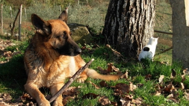 Cani: &egrave; vietato lasciare Fido da solo in giardino