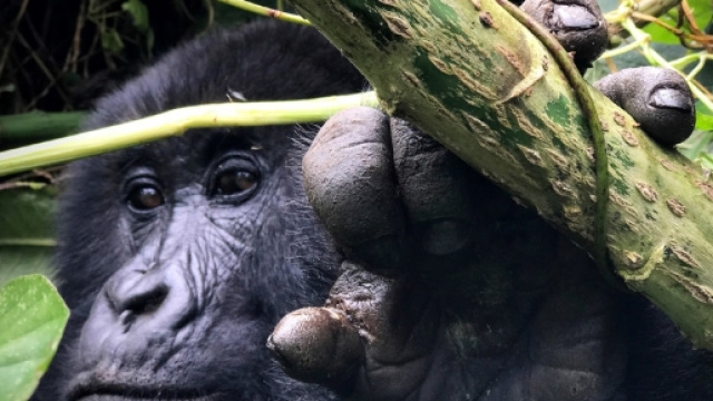 iPhone 7 Camera Review: Rwanda &mdash; Austin Mann - austinmann.com