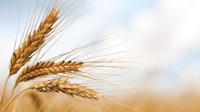 L'agricoltura biologica e i pesticidi prodotti da grossi colossi dell'economia mondiale.