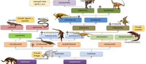 Evoluci&oacute;n de los Vertebrados: octubre 2011 - blogspot.com