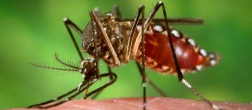 Aedes aegypti - the Mosquito during blood meal. Source: http://www.freestockphotos.biz/stockphoto/16735