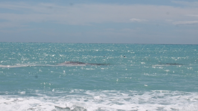 L'immagine si riferisce alle acque antistanti l'isola di Dino a Praia a Mare (CS) nell'agosto scorso.