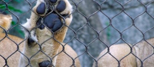 Lion in captivity / Photo by pau-angle3, CC0 Public Domain, via Pixabay.com