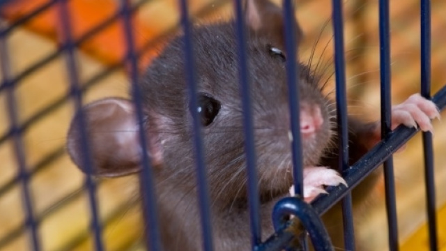 La Corte di Lussemburgo dice NO ai cosmetici testati sugli animali