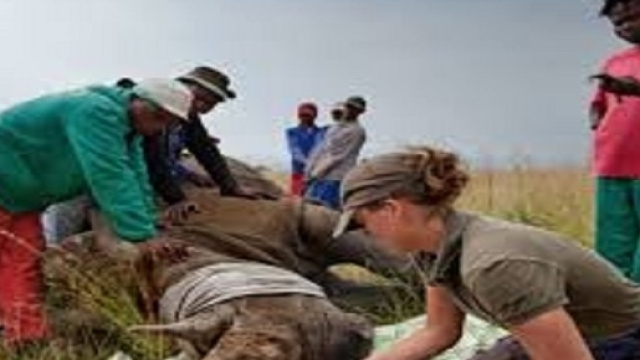 Taglio del corno per salvargli la vita, National Geographic