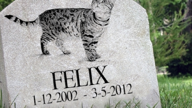 In vendita la borsa rivestita da un gatto morto.