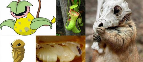 10 de los Pok&eacute;mon quienes existen en la vida real.