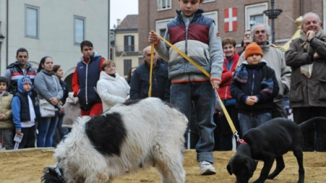 Cani in cerca del magico tubero