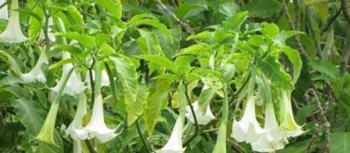 Burundanga, la droga que cruza el Atl&aacute;ntico | Internacional | EL PA&Iacute;S - elpais.com