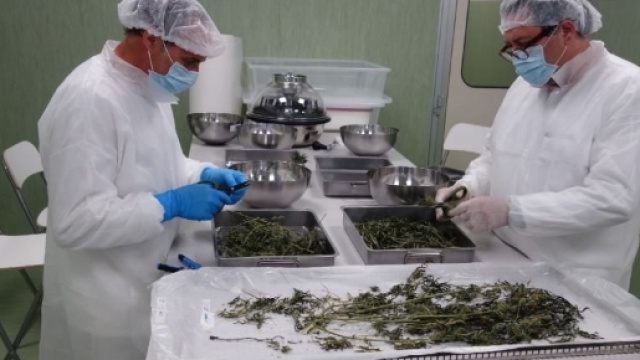 Cannabis di stato: il primo raccolto italiano &egrave; in arrivo in farmacie e ospedali a partire da Ottobre