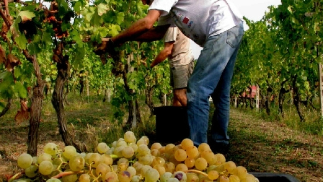 Un' immagine della vendemmia dello scorso anno