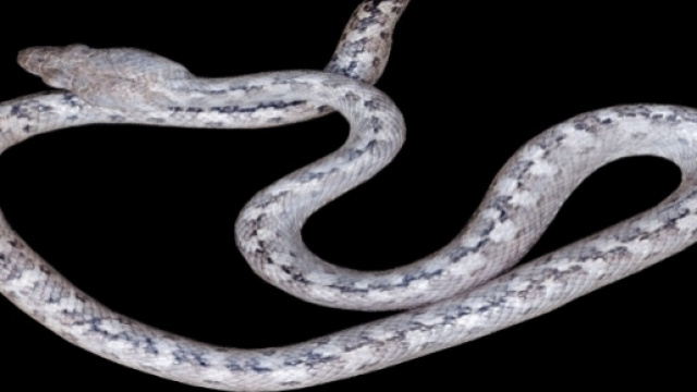 Le serpent fant&ocirc;me de Madagascar