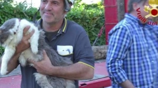 Rocco, il micio salvato dopo 32 giorni tra le macerie