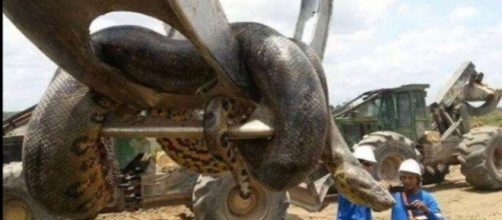 Podr&iacute;a tratarse de la anaconda m&aacute;s grande del mundo