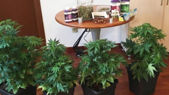 I Carabinieri hanno recuperato sei piante di marijuana e oltre un chilo di foglie e inflorescenze.