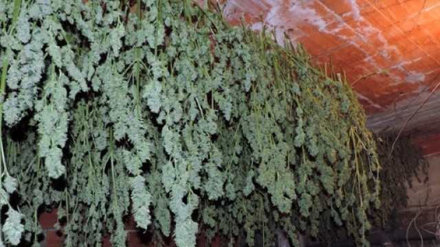 Ostuni, un'intera famiglia agli arresti domiciliari per aver coltivato canapa indiana