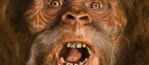 Funcion&aacute;rio acredita que P&eacute; Grande viva no parque (Imagem ilustrativa/ Google Imagens)