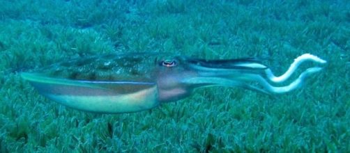 Sepia pharaonis - https://www.flickr.com/photos/silkebaron/1387885438/