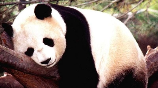Il panda gigante non &egrave; pi&ugrave; a rischio di estinzione- green.it