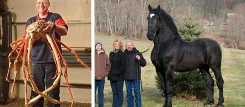 Existem bichos que s&atilde;o t&atilde;o grandes, que chegam a parecer serem de mentira.