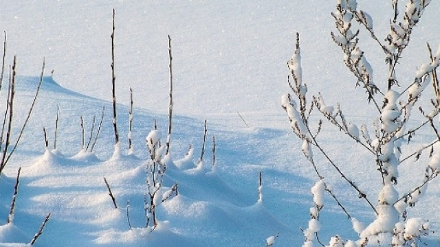 Un ambiente innevato durante l'inverno.