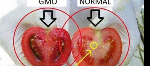 Imagem de um tomate produzido genticamente contra outro produzido naturalmente.