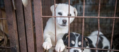 Two hundred dogs that were destined to being butchered for South Korea&rsquo;s dog meat industry have been rescued.-- Humane Society International