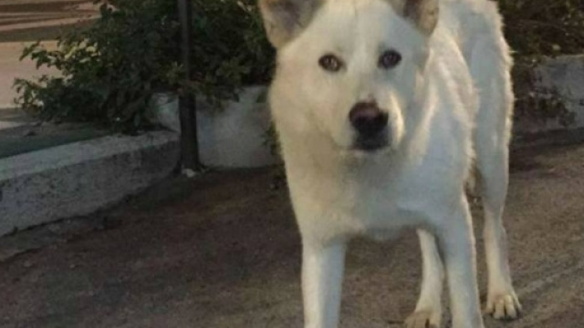 Il cane Angelo, ucciso a Sangineto tanto per ridere, avr&agrave; finalmente giustizia