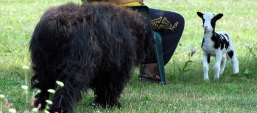 130 lb. Bouvier des Flandres and St. Jacob Lamb photo by author