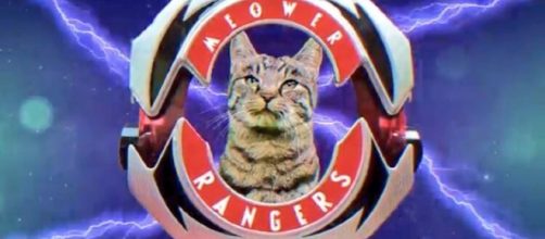 Meower Rangers ready for action! Photo via news.tokunation.com.