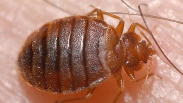 L'assassino era convinto che l'appartamento fosse infestato dalla cimici del letto