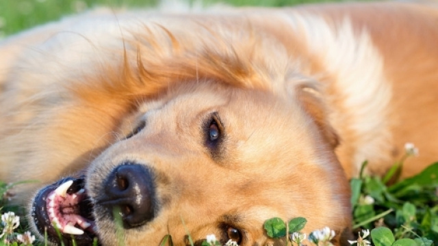 Le chien n'est pas le meilleur ami de l'homme ! - ubergizmo.com