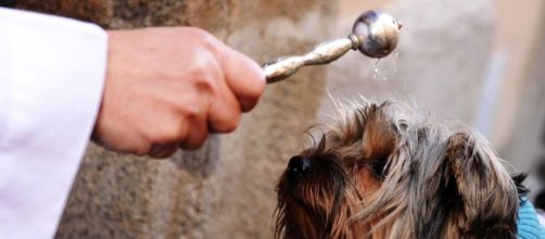Bendici&oacute;n de animales en las Fiestas de San Ant&oacute;n