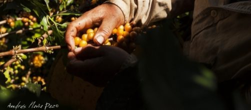 Caf&eacute; de Colombia. Foto: Andr&eacute;s Navia Paz.