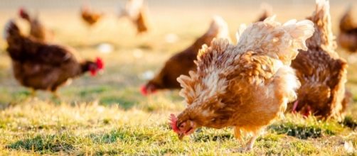 Pasture-raised eggs come from chickens that are allowed to roam freely. / Photo via Denisa Caldova, Konnect Agency. Used with permission.