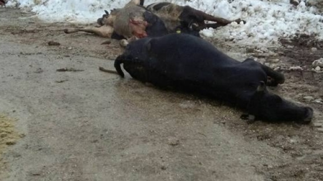 Il bestiame deceduto dopo il crollo del capannone in Abruzzo: Azienda agricola Farinelli- Cesa di Francia (TE)